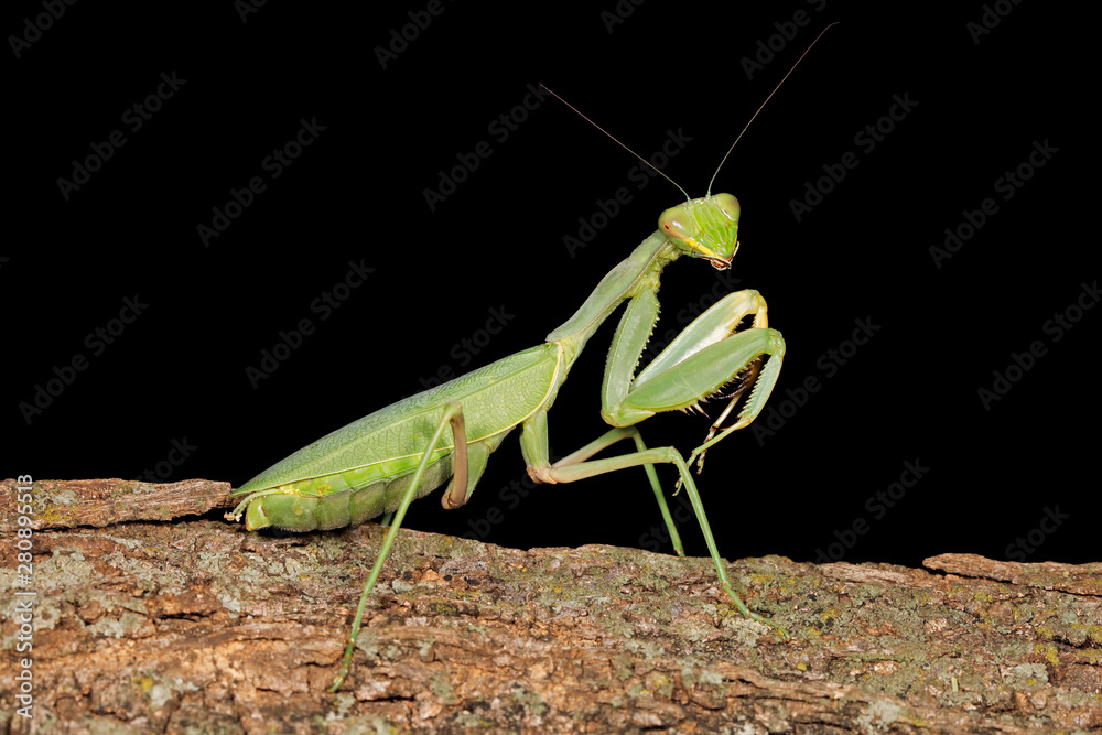 Common green mantis (Sphodromantis gastrica) on a branch, South Africa. Common green mantis (Sphodromantis gastrica) on a branch, South Africa.