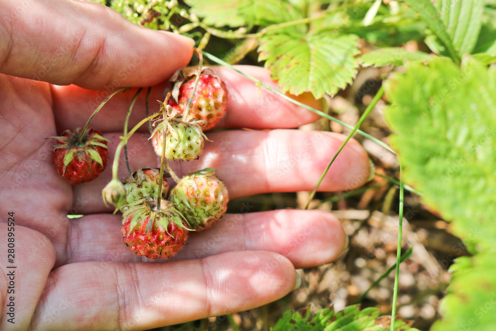 Ripe red berries wild strawberry meadow (Fragaria viridis) in the woman hand. Fruiting strawberry plant. Ripe red berries wild strawberry meadow (Fragaria viridis) in the woman hand. Fruiting strawberry plant.
