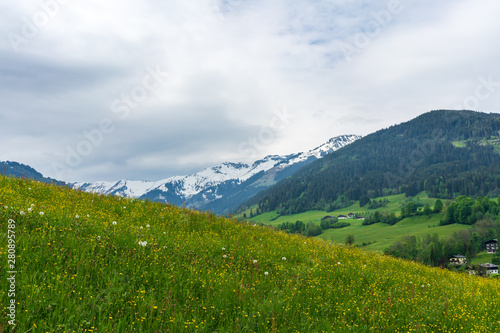 Green meadow with yellow flowers in the mountains, Austrian Alps © DZiegler