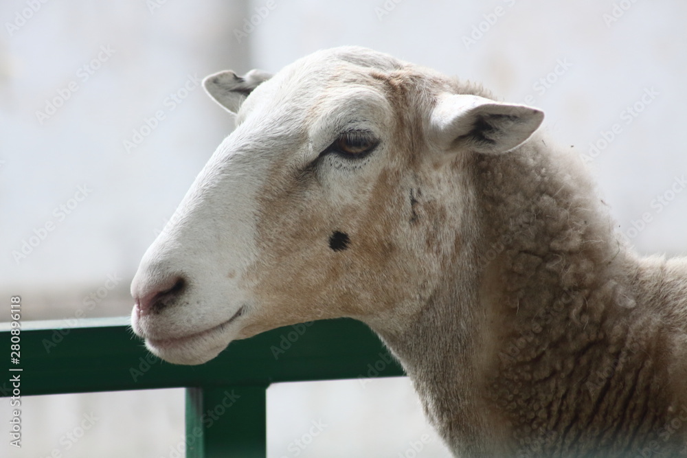 a portrait of a sheep of katum breed a portrait of a sheep of katum breed