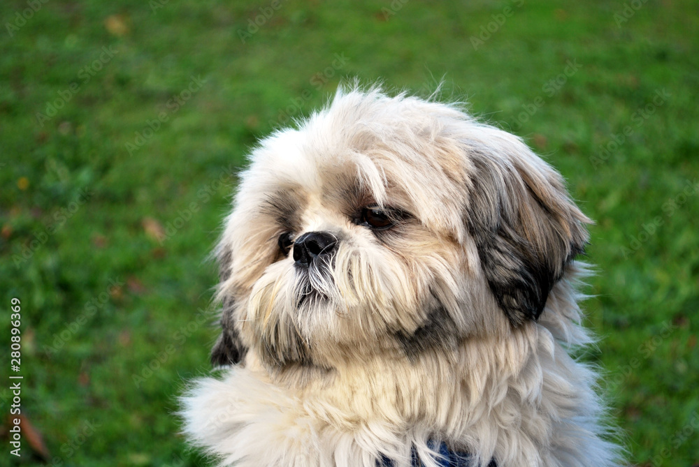 Shih Tzu