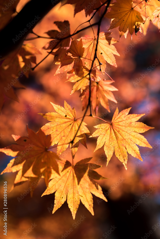 Autumn tree Autumn tree