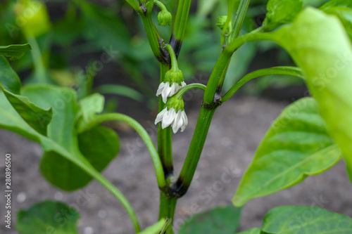 Сlose up of flowers of green pepper in the garden
