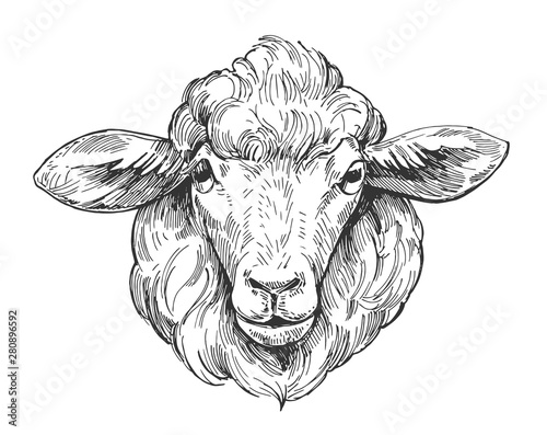 Sketch of sheep. Hand drawn illustration converted to vector