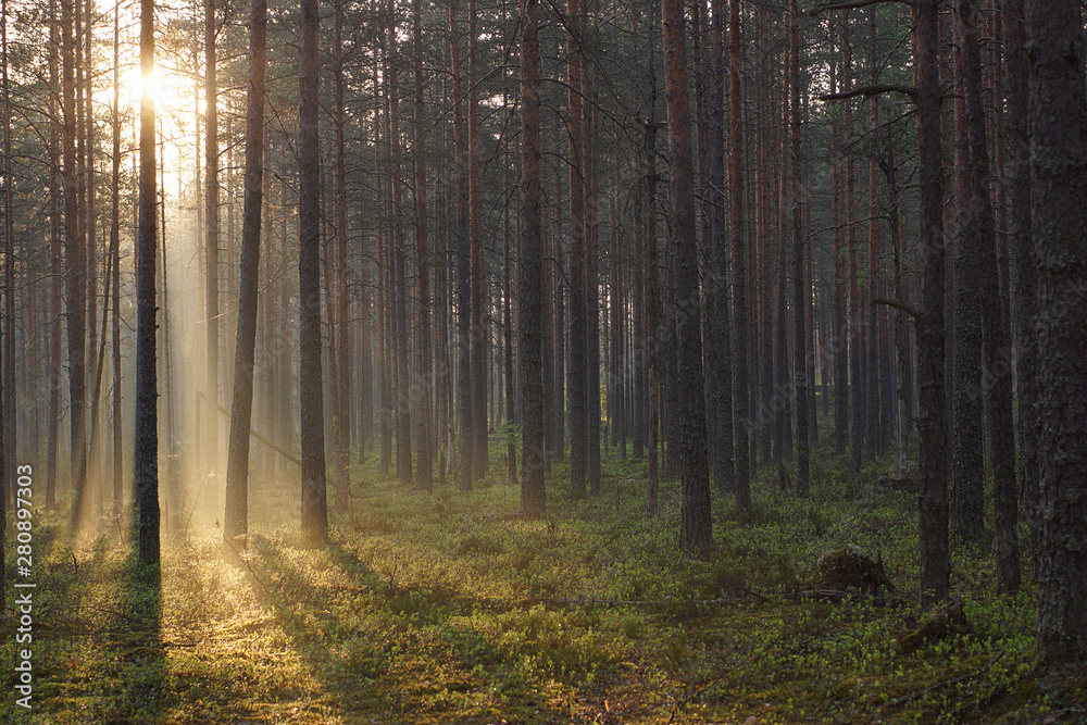 Beautiful sunrise in a pine forest, the warm rays of the sun pass through the trees