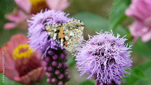 Fototapeta Naklejka Na Ścianę i Meble -  Schmetterling auf lila Blume