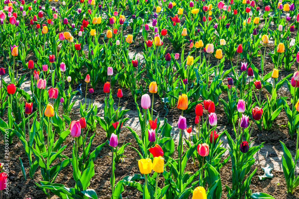 Spring field with blooming colorful tulips