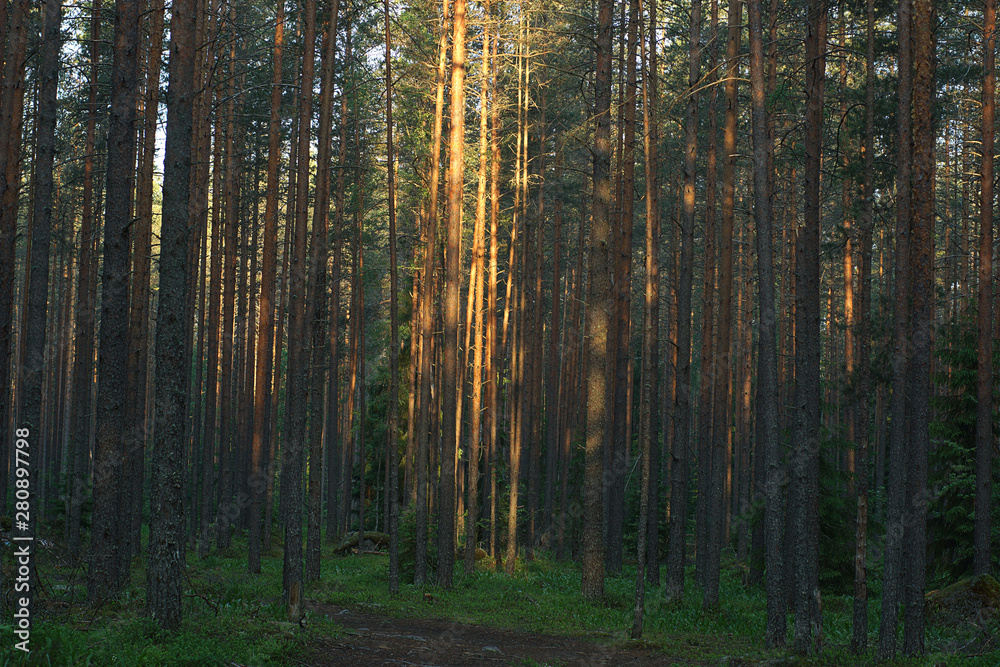 The sun's rays illuminate the trunks of pines in a large forest at dawn.