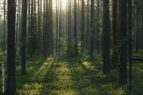 Fototapeta Naklejka Na Ścianę i Meble -  Beautiful sunrise in the summer pine forest