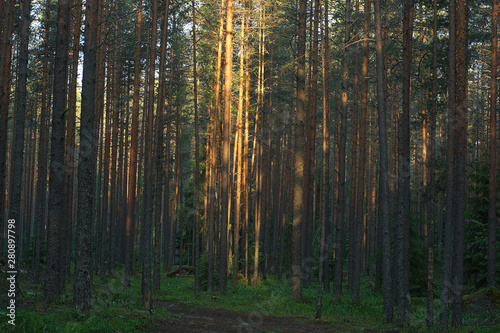 The sun's rays illuminate the trunks of pines in a large forest at dawn. © morelena