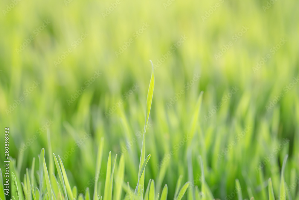 Fresh green wheat grass for good nutrition