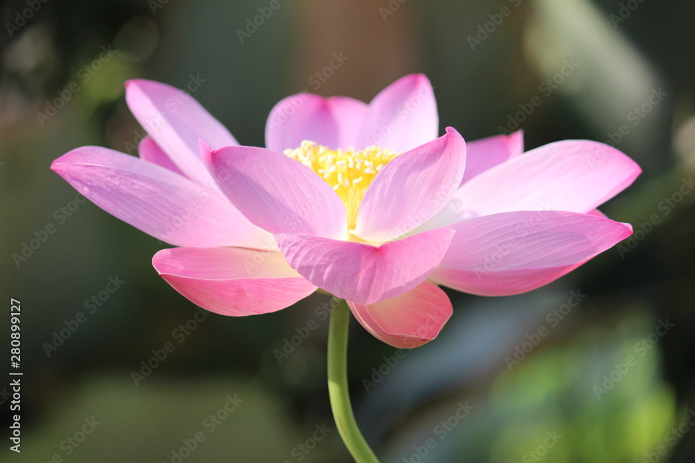 flower, pink, nature, plant, spring, purple, garden, blossom, green, bloom, beautiful, flowers, flora, summer, macro, beauty, petal, floral, orchid, leaf, closeup, petals, natural, blooming, magnolia flower, pink, nature, plant, spring, purple, garden, blossom, green, bloom, beautiful, flowers, flora, summer, macro, beauty, petal, floral, orchid, leaf, closeup, petals, natural, blooming, magnolia