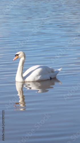 swan on lake