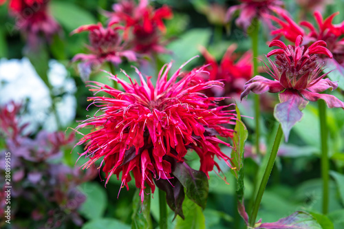 Deep pink Monarda flowers (Bee Balm) in a herbaceous border.