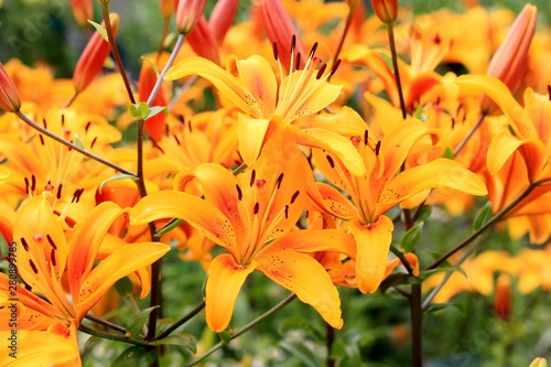 Yellow asiatic hybrid lilies on flowerbed. Bouquet of fresh flowers growing in summer garden. Close-up. photo