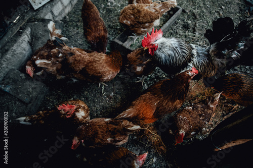 brown female eggs hen standing show beautiful plumage feather isolated white background use for livestock and farm animals theme © Mk16.15