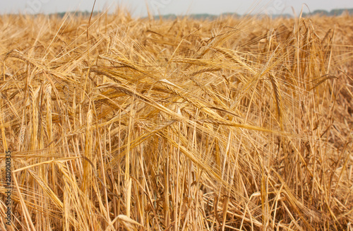 A field of ripe barley. Rural landscape of a field under bright sunlight. Beautiful nature