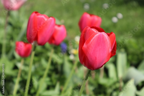 glänzend rote Tulpen