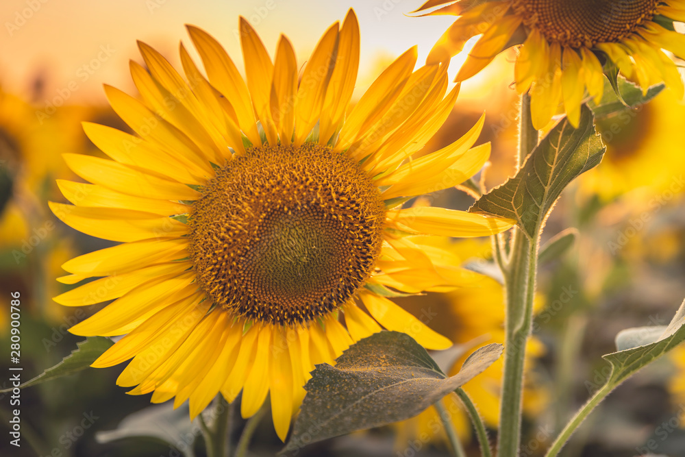 Obraz premium Tramonto in un campo di Girasoli nel bel mezzo della bellissima Toscana, in Italia