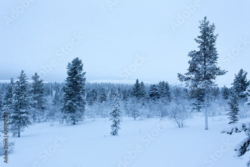 Frozen landscape during polar night in Saariselka photo