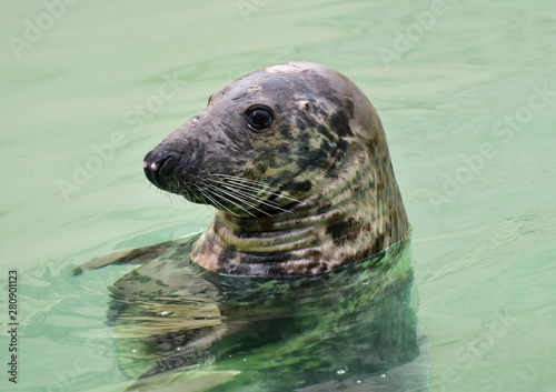 Testa di foca in piscina