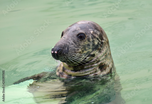 Testa di foca fuori dall'acqua