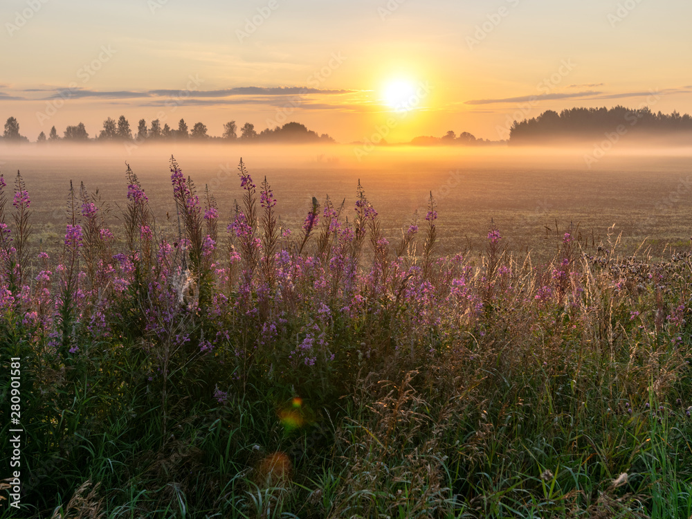 Foggy summer landscape with large meadow and sun shining through the plants and  tree branches