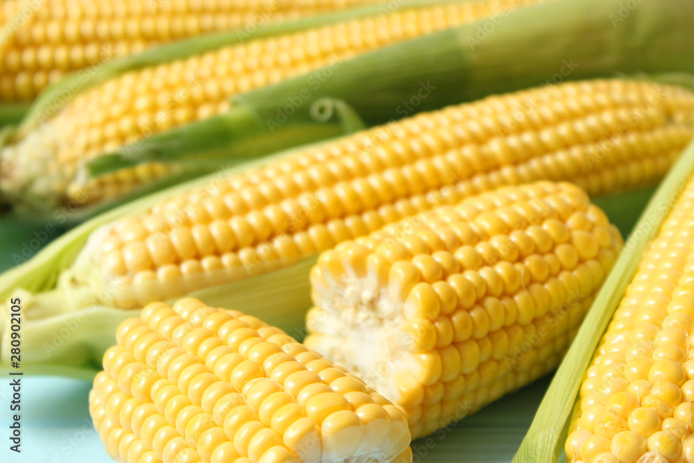 Fresh corn on a light background. Corn heads. Fresh corn on a light background. Corn heads.