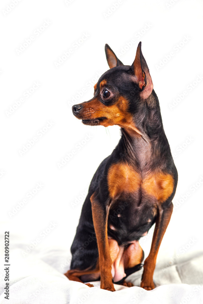 Domestic dog isolated on white background. Domestic dog isolated on white background.