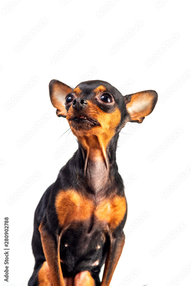 Domestic dog isolated on white background. Domestic dog isolated on white background.