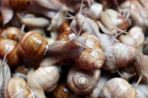Snails closeup . Many lively crawling garden snails with large shells