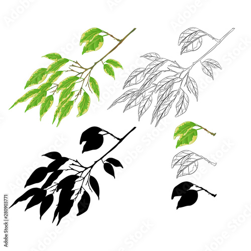 Tropical plant Ficus benjamina Variegated Ficus  branch natural and silhouette  and outline  on a white background vintage vector illustration  editable hand draw