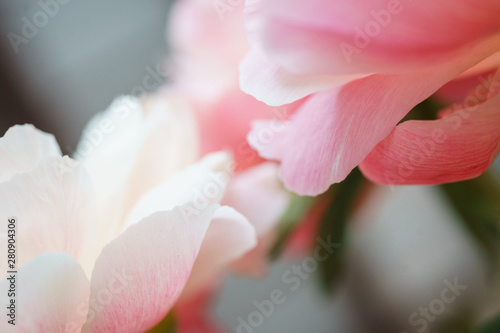 Fototapeta Naklejka Na Ścianę i Meble -  Peonies pastel pink color close-up. Peony petals.