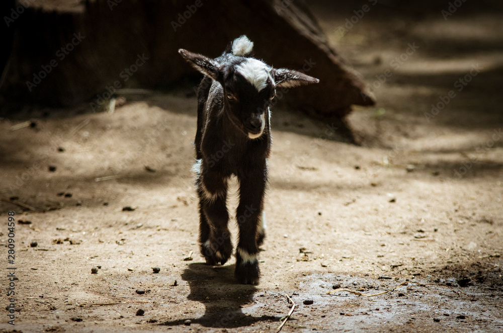 Small black goat, a dwarf goat. - obrazy, fototapety, plakaty 