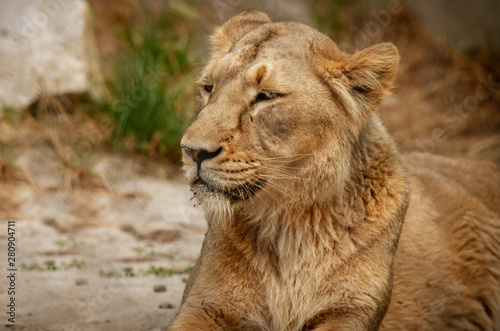 Portret lwa, drapieżnik odpoczywa w słoneczny dzień. 