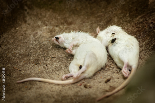 Dwie martwe białe myszy, zbliżenie. 