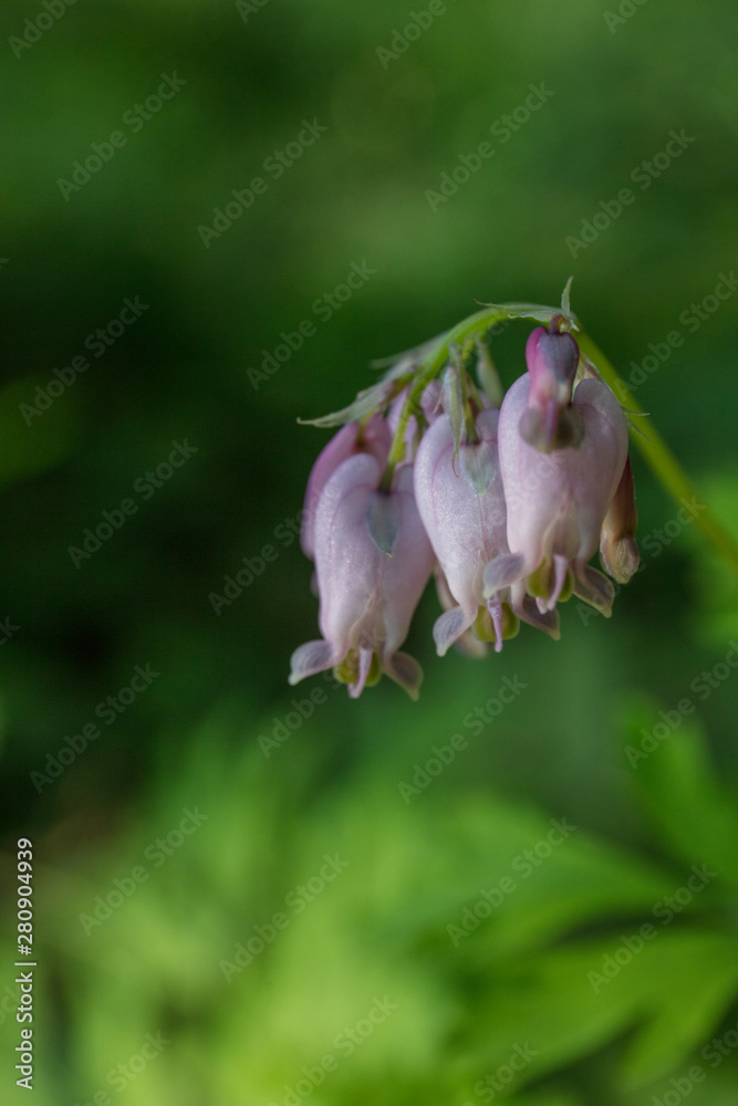 campanula flower campanula flower