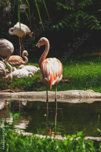 Flamingi, stado ptaków obok sadzawki z wodą. 