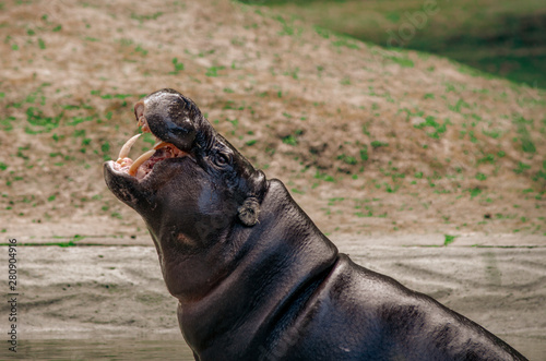 Hipopotam otwiera pysk i pokazuje kły. 