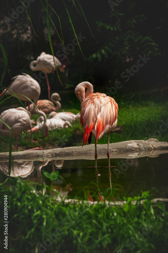 Flamingi, stado ptaków obok sadzawki z wodą. 