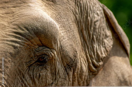 Słoń, zbliżenie na oko słonia. 