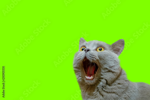 A lilac British cat looking up. The cat opened his mouth with a mad look. The concept of an animal that is surprised or amazed. The figure of a cat on an isolated background of UFO Green color. © Svyatoslav Balan