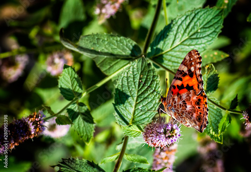 Tortoiseshell (Aglais urticae) is a colorful butterfly belonging to the famil...