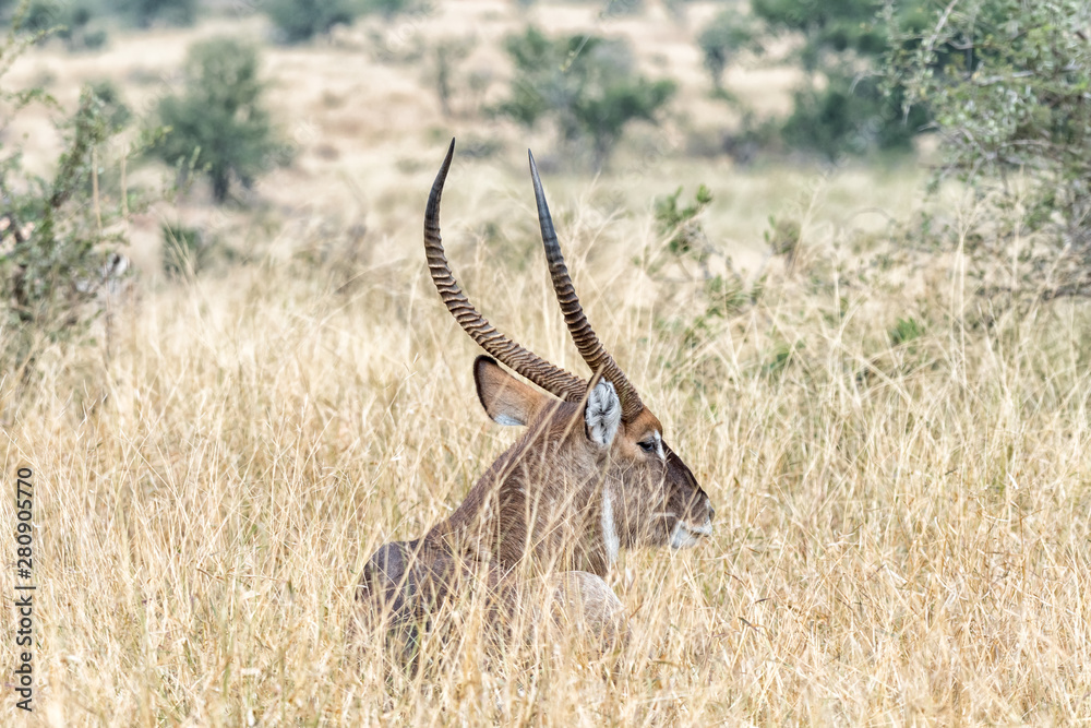 Male waterbuck lying in grass Male waterbuck lying in grass