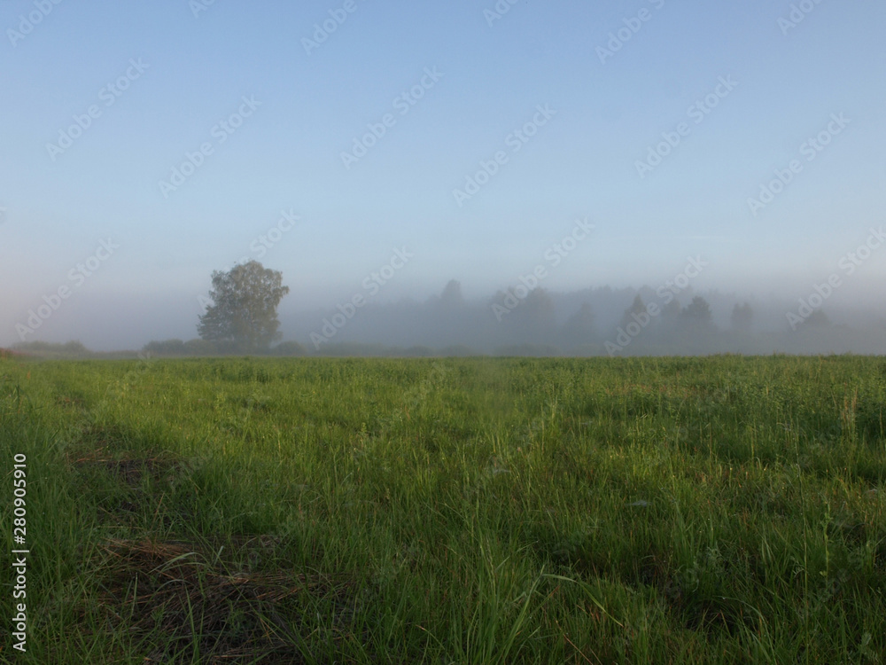 Foggy summer landscape with large meadow and sun shining through the plants and  tree branches