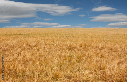 Beautiful field of ripe golden barley. Rural landscape of a field under a blue sky with white clouds. Beautiful nature