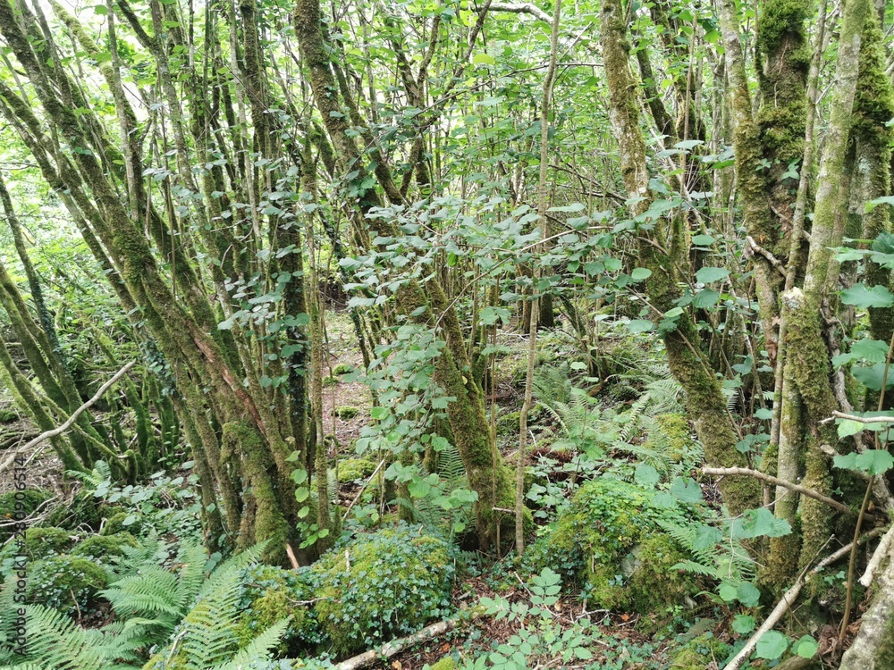 Fototapeta premium tree in forest