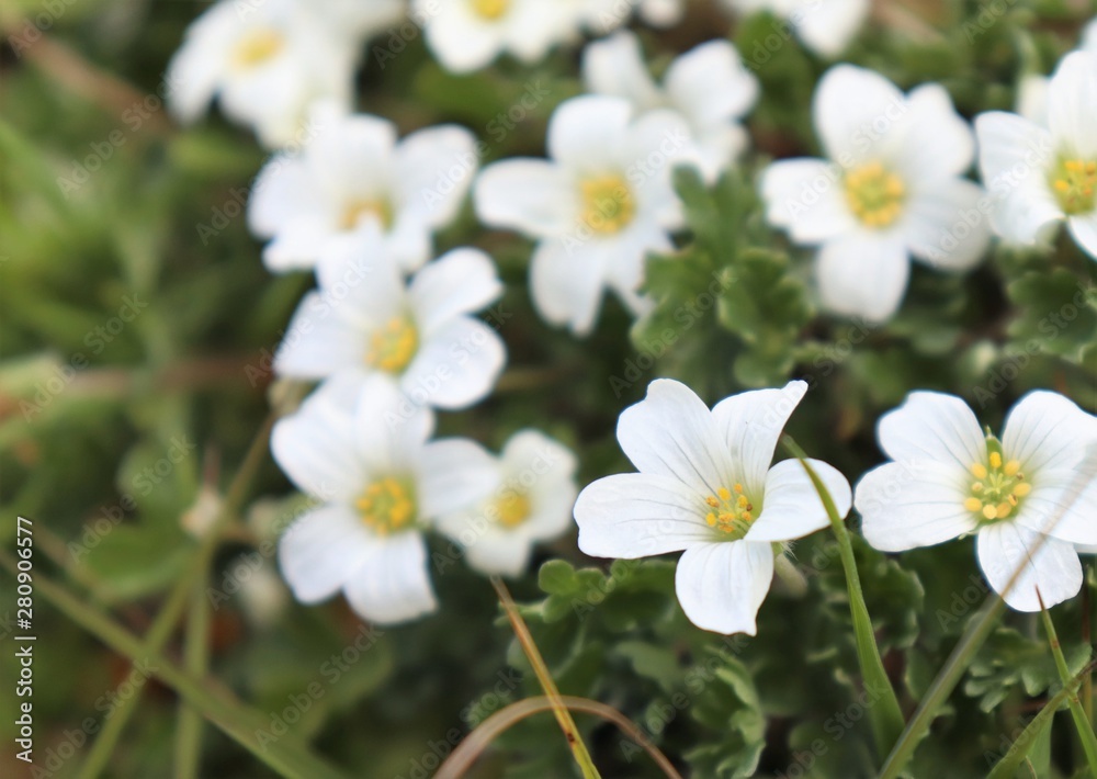 white flowers in garden white flowers in garden