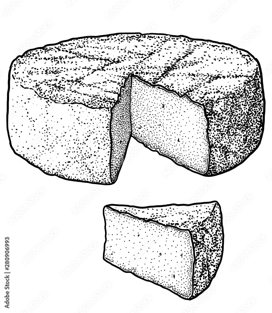 Camembert cheese illustration, drawing, engraving, ink, line art