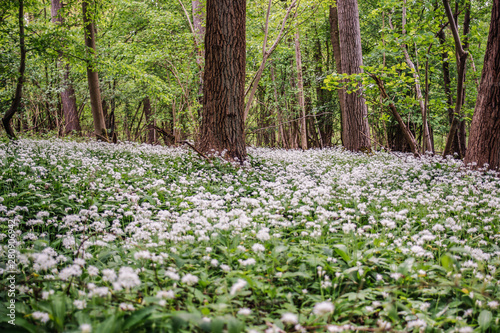 Wild garlic, white flowers growing in a spring forest